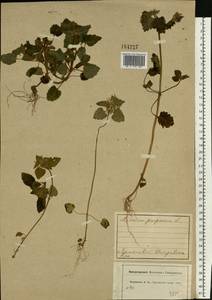 Lamium purpureum L., Eastern Europe, Central forest region (E5) (Russia)