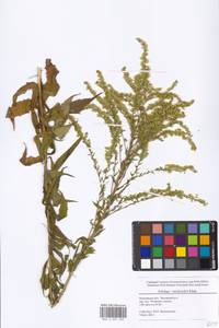 Solidago ×niederederi Khek, Eastern Europe, Moscow region (E4a) (Russia)