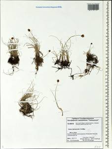 Carex duriuscula C.A.Mey., Siberia, Central Siberia (S3) (Russia)