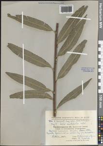 Salix acutifolia Willd., Eastern Europe, North Ukrainian region (E11) (Ukraine)