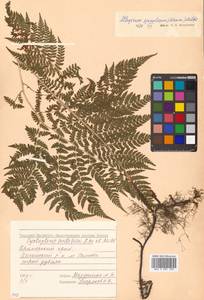 Athyrium spinulosum (Maxim.) Milde, Siberia, Russian Far East (S6) (Russia)