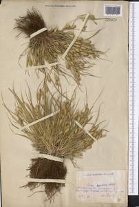 Carex secalina Willd. ex Wahlenb., Middle Asia, Caspian Ustyurt & Northern Aralia (M8) (Kazakhstan)