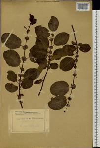 Salix pyrolifolia Ledeb., Siberia (no precise locality) (S0) (Russia)