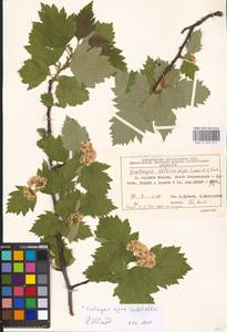 Crataegus nigra Waldst. & Kit., Eastern Europe, Moscow region (E4a) (Russia)