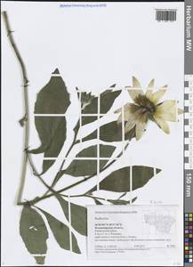 Rudbeckia hirta L., Eastern Europe, Central region (E4) (Russia)