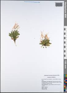 Cardamine bellidifolia L., Siberia, Yakutia (S5) (Russia)