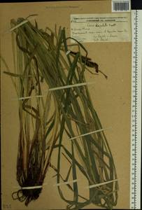 Carex dispalata Boott, Siberia, Russian Far East (S6) (Russia)