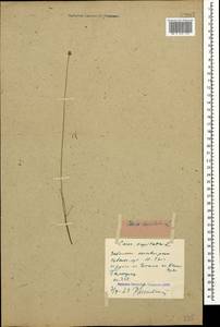 Carex capitata Sol., Caucasus, Stavropol Krai, Karachay-Cherkessia & Kabardino-Balkaria (K1b) (Russia)