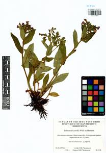 Pulmonaria mollis Hornem., Siberia, Baikal & Transbaikal region (S4) (Russia)