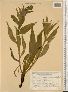 Scorzonera latifolia (Fisch. & C. A. Mey.) DC., Caucasus, Azerbaijan (K6) (Azerbaijan)