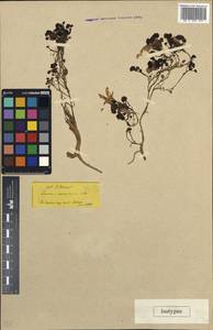 Lamium garganicum var. microphyllum (Boiss.) Mennema, South Asia, South Asia (Asia outside ex-Soviet states and Mongolia) (ASIA) (Turkey)