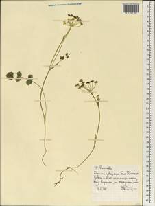 Pimpinella, Africa (AFR) (Ethiopia)