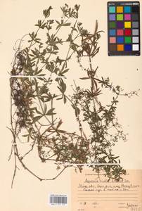 Galium rivale (Sm.) Griseb., Eastern Europe, Moscow region (E4a) (Russia)