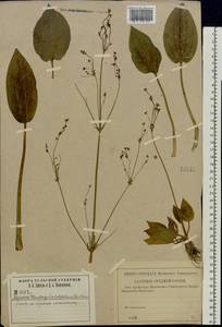 Alisma plantago-aquatica L., Eastern Europe, Central region (E4) (Russia)