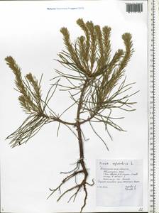 Pinus sylvestris L., Eastern Europe, Central forest-and-steppe region (E6) (Russia)