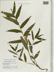 Persicaria amphibia (L.) Gray, Eastern Europe, Central forest region (E5) (Russia)