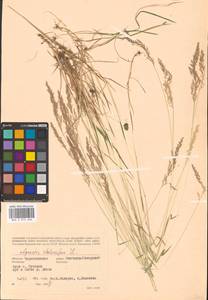 Agrostis stolonifera L., Eastern Europe, North Ukrainian region (E11) (Ukraine)