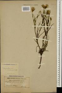 Tragopogon dasyrhynchus Artemczuk, Caucasus (no precise locality) (K0)