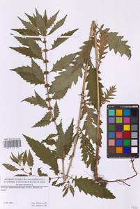 Lycopus europaeus L., Eastern Europe, Moscow region (E4a) (Russia)