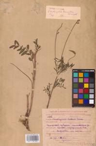 Onobrychis viciifolia Scop., Eastern Europe, Middle Volga region (E8) (Russia)