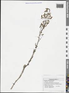 Campanula sibirica L., Eastern Europe, Middle Volga region (E8) (Russia)