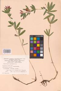 Trifolium lupinaster L., Eastern Europe, Eastern region (E10) (Russia)