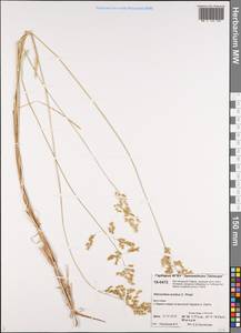 Anthoxanthum nitens (Weber) Y.Schouten & Veldkamp, Siberia, Central Siberia (S3) (Russia)