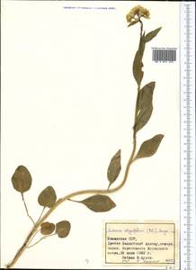 Eutrema integrifolium (DC.) Bunge, Middle Asia, Northern & Central Tian Shan (M4) (Kazakhstan)