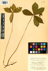 Paris quadrifolia L., Siberia, Altai & Sayany Mountains (S2) (Russia)