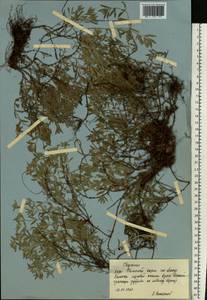 Thymus × dimorphus Klokov & Des.-Shost., Eastern Europe, Central forest-and-steppe region (E6) (Russia)
