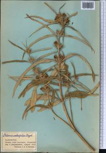 Phlomis salicifolia Regel, Middle Asia, Pamir & Pamiro-Alai (M2) (Tajikistan)