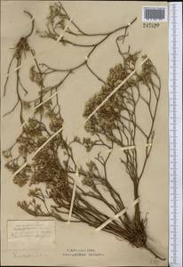 Limonium bellidifolium (Gouan) Dumort., Middle Asia, Northern & Central Kazakhstan (M10) (Kazakhstan)
