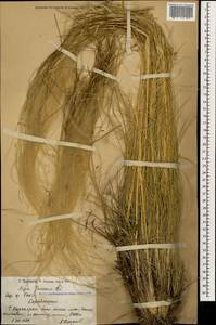Stipa pennata L., Caucasus, Armenia (K5) (Armenia)