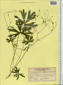 Ranunculus propinquus subsp. subborealis (Tzvelev) Kuvaev, Eastern Europe, Moscow region (E4a) (Russia)
