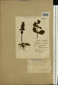 Ajuga reptans L., Eastern Europe, Eastern region (E10) (Russia)