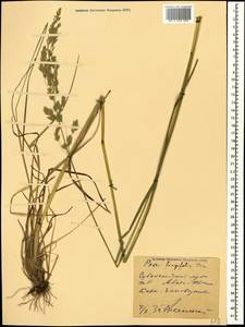 Poa longifolia Trin., Caucasus, Krasnodar Krai & Adygea (K1a) (Russia)