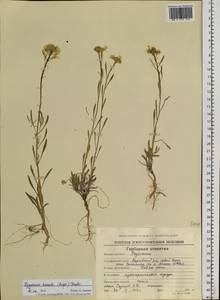 Erysimum boreale (C. A. Mey. ex Rupr.) Trautv., Siberia, Chukotka & Kamchatka (S7) (Russia)