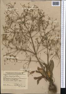 Alisma lanceolatum With., Middle Asia, Caspian Ustyurt & Northern Aralia (M8) (Kazakhstan)