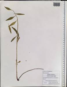 Phedimus aizoon (L.) 't Hart, Siberia, Russian Far East (S6) (Russia)