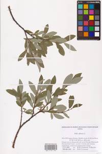 Salix glauca L., Eastern Europe, Northern region (E1) (Russia)