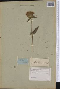 Monarda fistulosa var. mollis (L.) L., America (AMER) (Not classified)