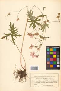 Geranium krameri Franch. & Sav., Siberia, Russian Far East (S6) (Russia)