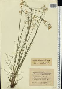 Eremogone saxatilis (L.) Ikonn., Eastern Europe, Central forest-and-steppe region (E6) (Russia)