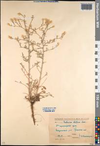 Centaurea diffusa Lam., Caucasus, Stavropol Krai, Karachay-Cherkessia & Kabardino-Balkaria (K1b) (Russia)