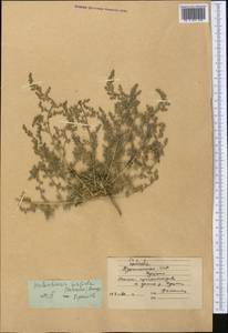 Halocharis hispida (Schrenk) Bunge, Middle Asia, Karakum (M6) (Turkmenistan)