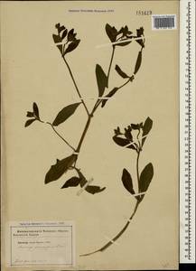 Asperugo procumbens L., Crimea (KRYM) (Russia)