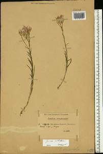 Jurinea multiflora (L.) B. Fedtsch., Eastern Europe, Rostov Oblast (E12a) (Russia)