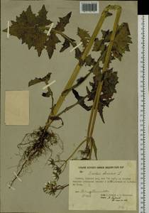 Sonchus oleraceus L., Siberia, Yakutia (S5) (Russia)