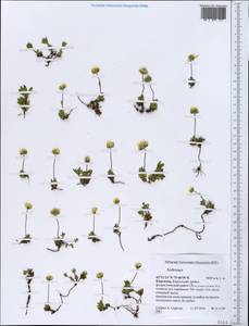 Androsace, Middle Asia, Northern & Central Tian Shan (M4) (Kyrgyzstan)