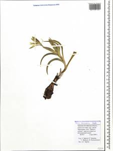 Iris caucasica Hoffm., Caucasus, Armenia (K5) (Armenia)